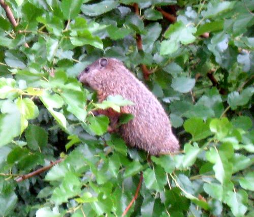 Woodchuck snacking in a mulberry tree. Photo credit: Carl Welser