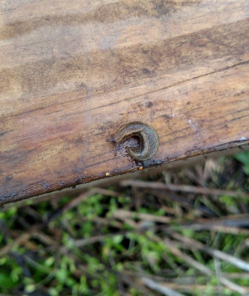 Slugs are prevalent not only in fields that are adjacent to low areas, but also in more upland situations than normal this year. Photo by Bruce MacKellar, MSU Extension.