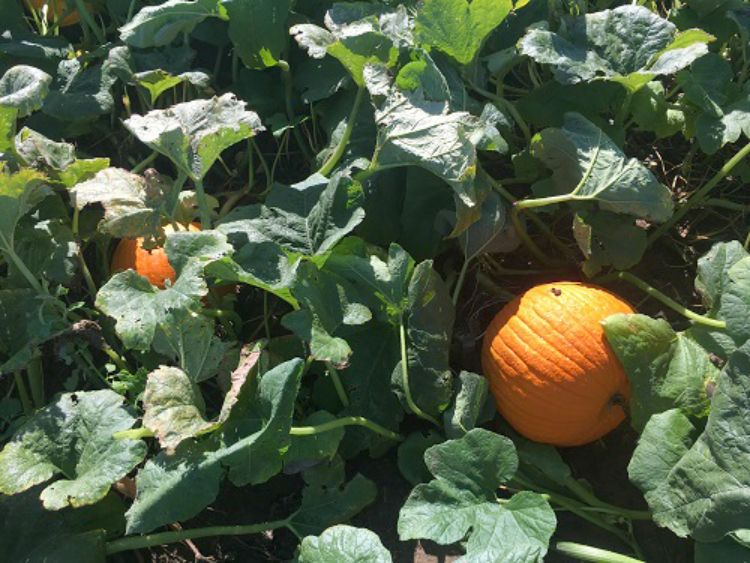 Orange pumpkins are fully mature and will not grow any larger. Keep these pumpkins shaded, or harvest and store them. Photo: Marissa Schuh, MSU Extension.