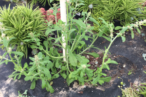 Weed management strategies in greenhouses – Part 2: Chemical weed control strategies