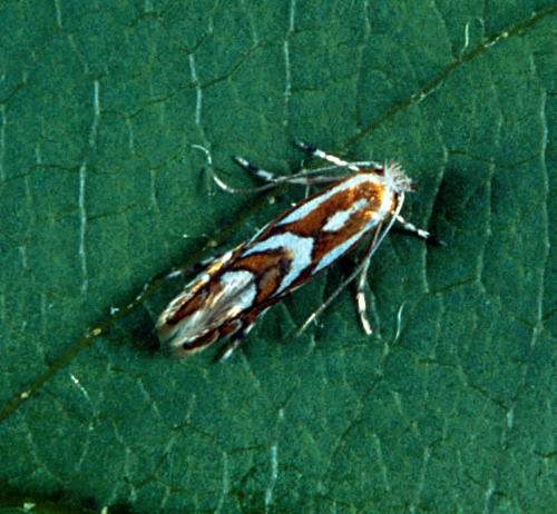  Adult is a tiny, beige moth with heavily fringed wings striped with golden brown and white bands. 