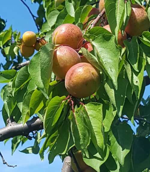 Apricots have begun to ripen and harvest.