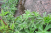 Canada anemone flower buds developing