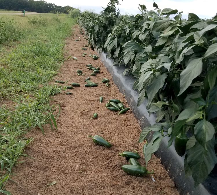 Jalapeno fruit on the ground