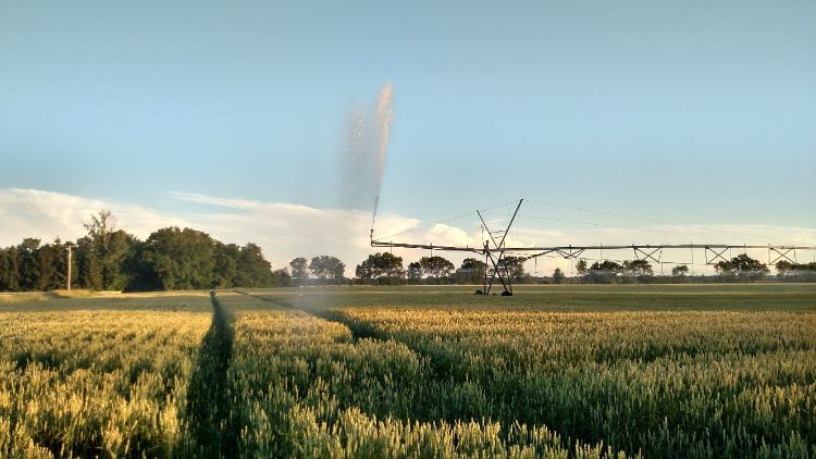 Irrigated Wheat in St. Joseph County on June 16. Note the thunderstorms moving across northern Indiana in the background. Photo by Bruce MacKellar, MSU Extension.