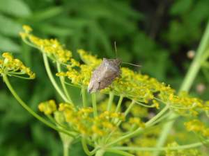 Michigan insects in the garden - Season 2 Week 5: Predatory stink bugs