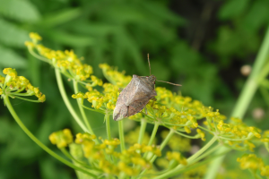 Michigan insects in the garden - Season 2 Week 5: Predatory stink bugs