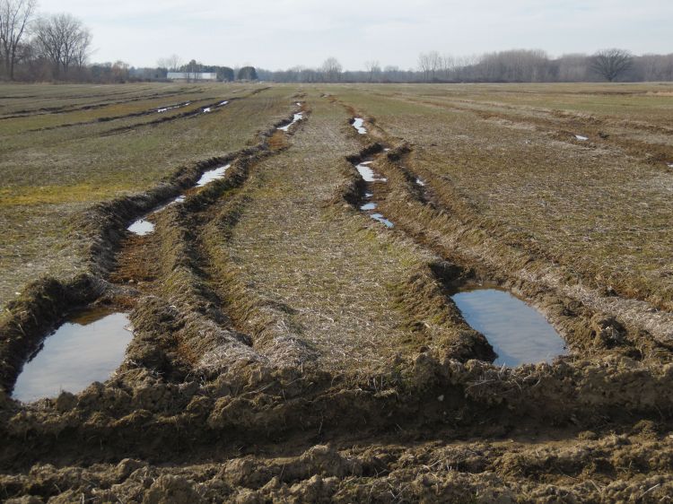 Ruts in a wet field caused from harvester tires.