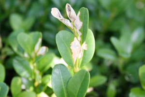What growers and landscapers need to know about box tree moth