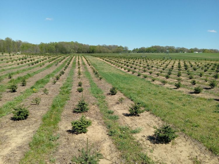 Summer weed control options for Christmas tree production Christmas Trees