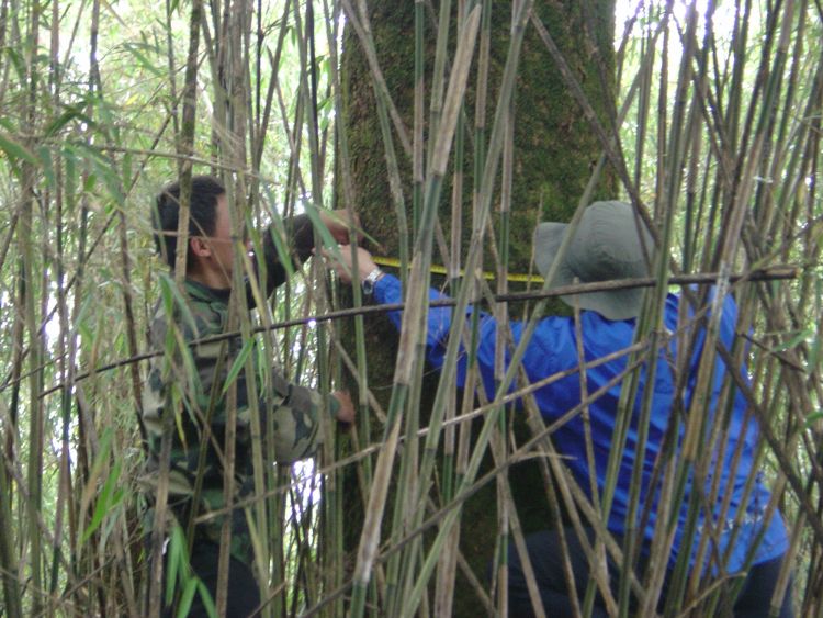 F&W associate professor Andrés Viña measuring a tree in the Wolong Nature Reserve.