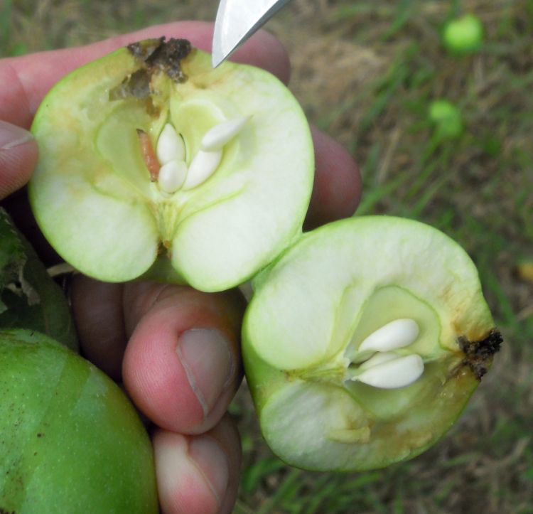 Codling moth larva in an apple. Photo credit: Mark Longstroth, MSUE