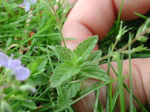  Germander Speedwell3.jpg 