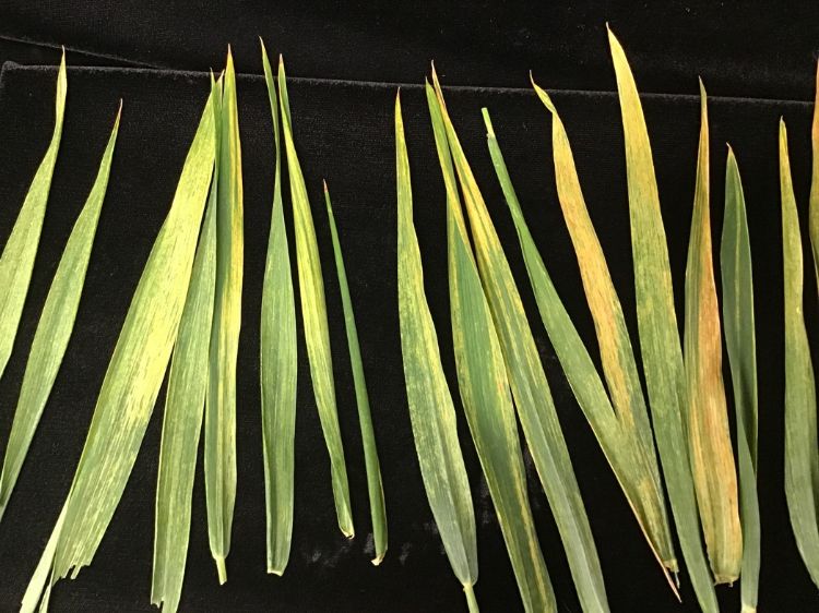 Symptoms of wheat streak mosaic virus
