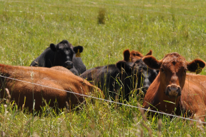 Beef Cattle Ultrasound Program