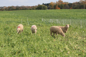 Forage alternatives for livestock in drought years