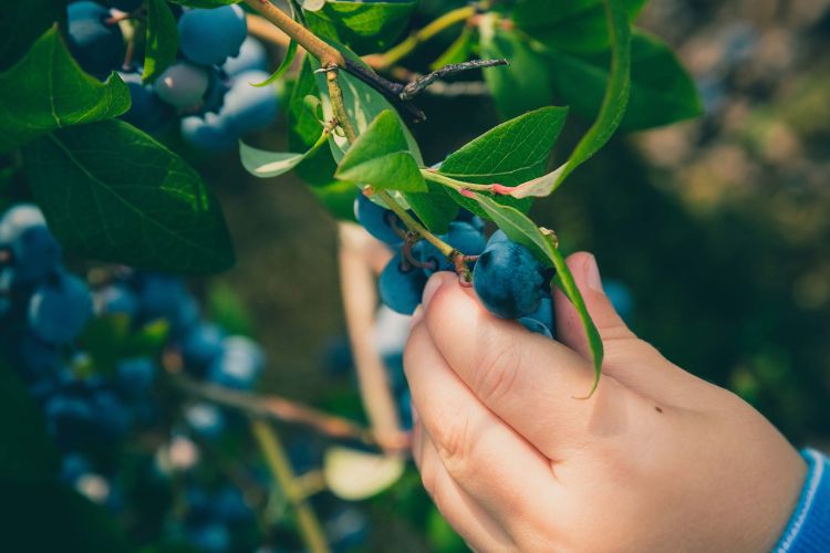 Child's hand reaches to pick blueberries