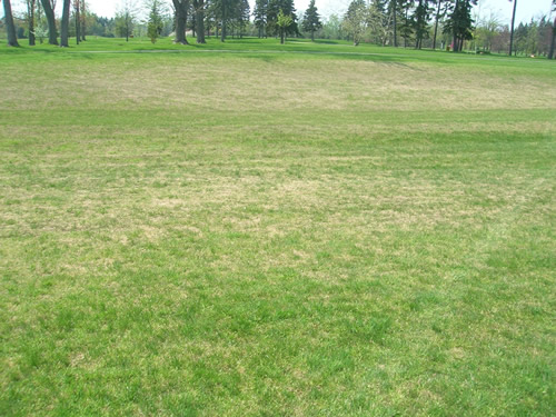 Cranefly damage to grass 