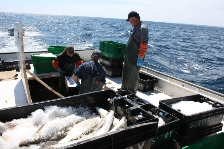 Commercial harvest of lake whitefish from Lake Huron. Photo: Ron Kinnunen | Michigan Sea Grant