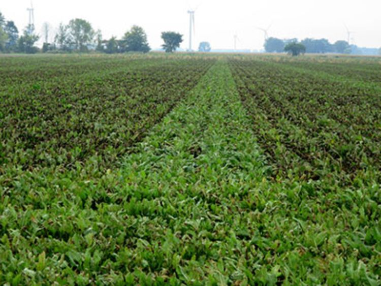 Browning and leaf loss that can occur with Cercospora leaf spot in sugarbeets. Greener strips show a more leaf spot-resistant variety and brown strips are of a susceptible variety. Photo: Steven Poindexter, MSUE.