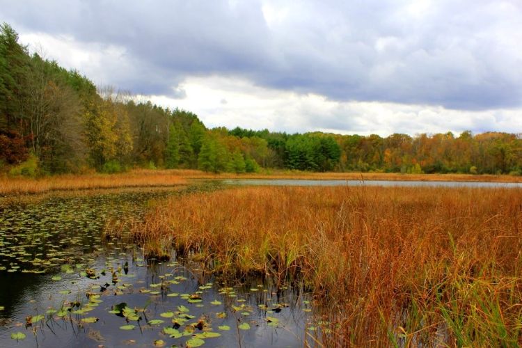 A Michigan marsh-type wetland. Photo credit: Steve Deming