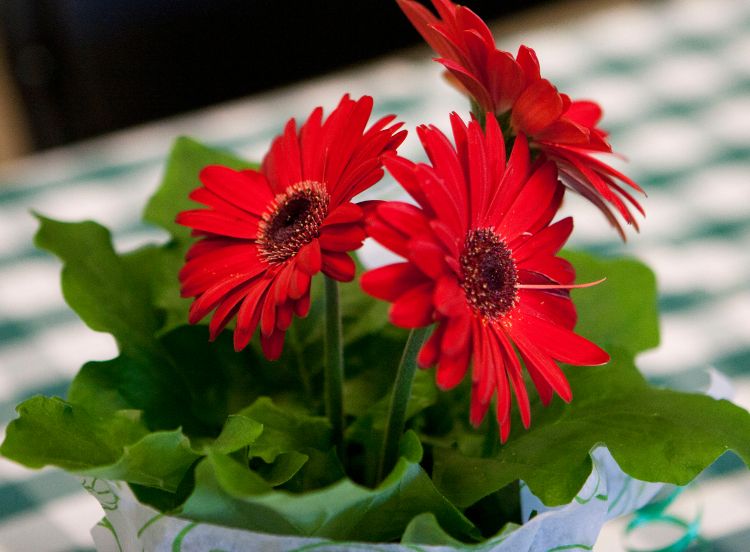 flowers at the CANR Faculty & Staff Picnic