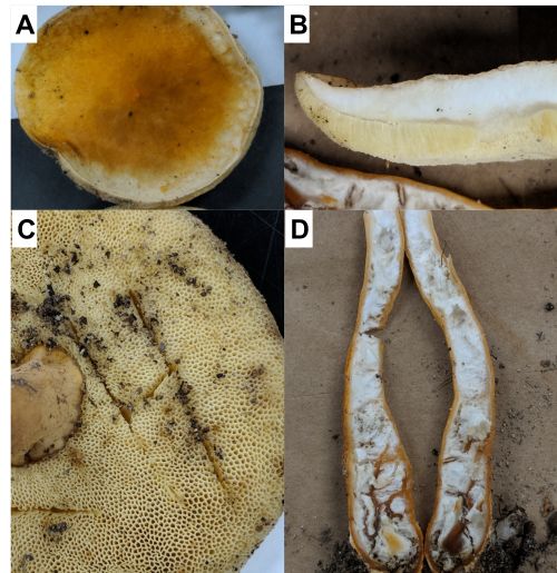 (A) Cap surface of G. castaneus. (B) Cross section of cap, showing white cap flesh and pale yellow pore surface. (C) Non-bruising pore surface. (D) Mostly hollow stipe
