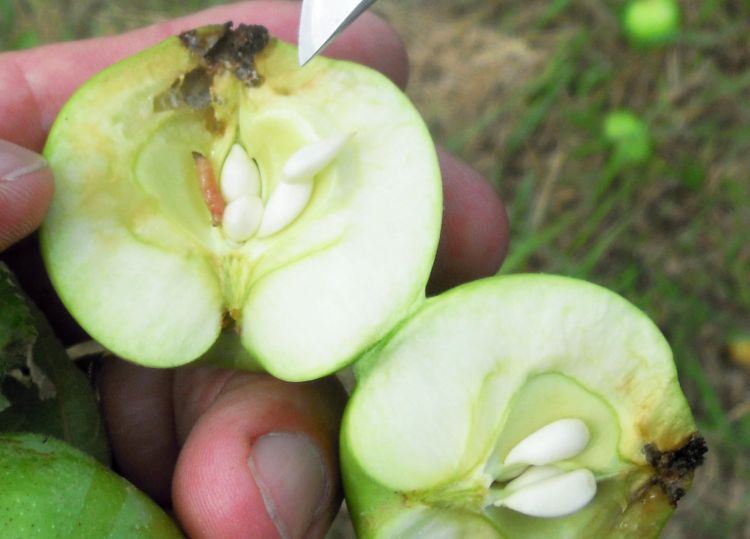Codling moth larvae in apple