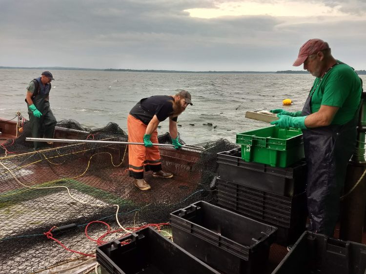 Three men on a boat are harvesting lake whitefish from a trap net in Wisconsin’s bay of Green Bay, Lake Michigan.