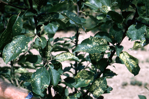 Young leaves develop pale to bright cream spots, blotches, banding or patterns.