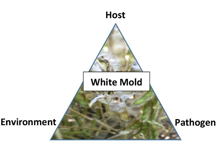 Triangular picture of white mold with the word Host at top, White Mold in the middle, and Environment and Pathogen at the bottom corners.