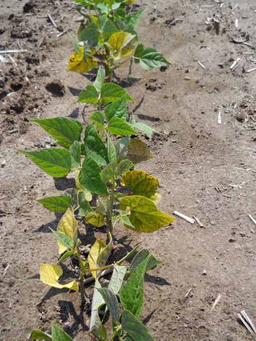 Late-planted black beans with root rot symptoms. Photo by Jim Isleib, MSU Extension