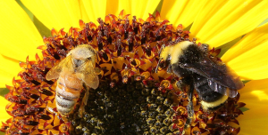 Supporting & Protecting Pollinators at Meridian Senior Center in Okemos