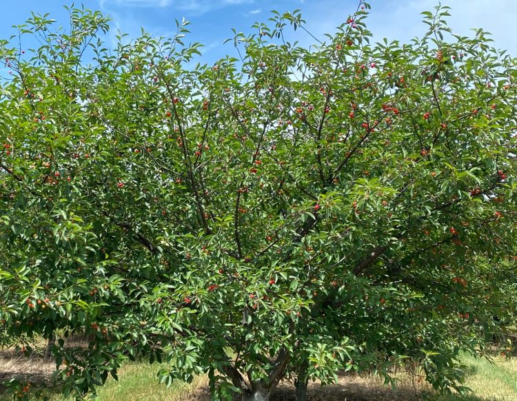 Tart cherry tree