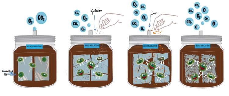 Biodegradation of poly(lactic acid) (PLA) in compost and environments enriched with iron, gelatin, skim milk, and ethyl lactate under moderate temperature conditions.