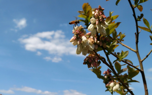 Pollinator Health Meetings to provide update on Great Lakes Pollinator Health Project