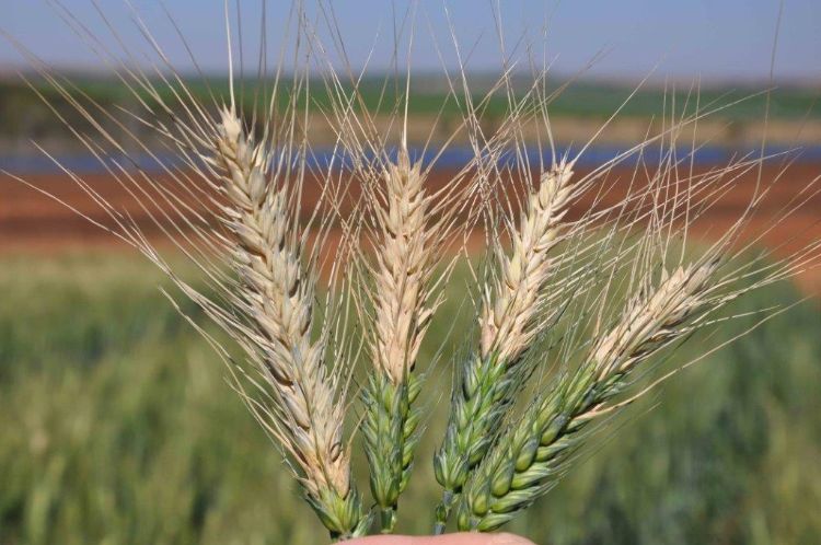 Infected wheat spikes have shriveled or no grain at all