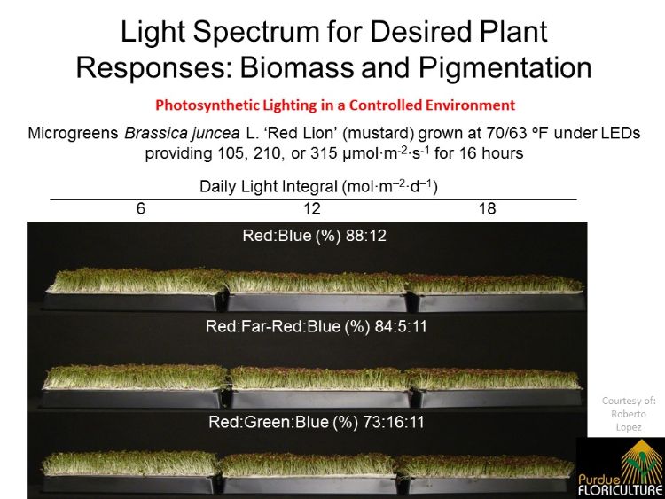 The Greenhouse and Horticultural Lighting course presents research-based information on topics such as light quality and quantity. This example from Unit 7 reports how light quality and quantity can affect red pigmentation and fresh weight of microgreens.