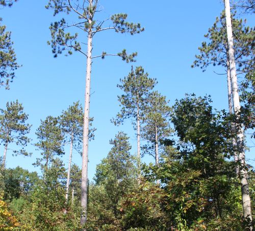 Red Pine and Oak trees.