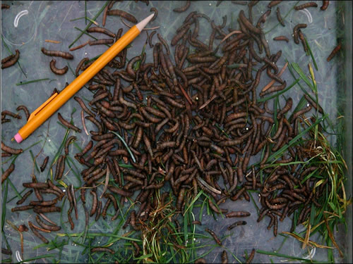 Many Cranefly larvae next to pencil for scale 