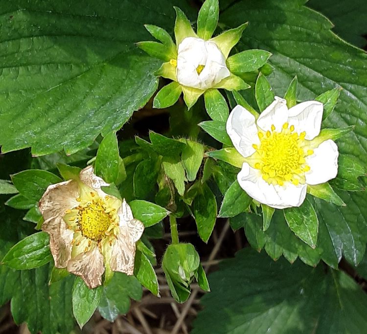 Strawberry flower with early thrips damage