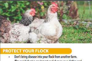 Biosecurity Tips for Poultry Owners