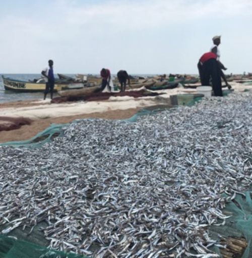 Gathering fish on a beach in Malawi