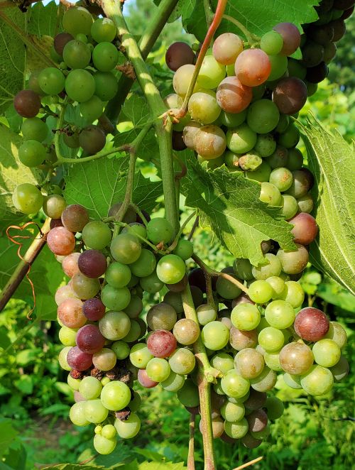 Hybrid wine grapes.