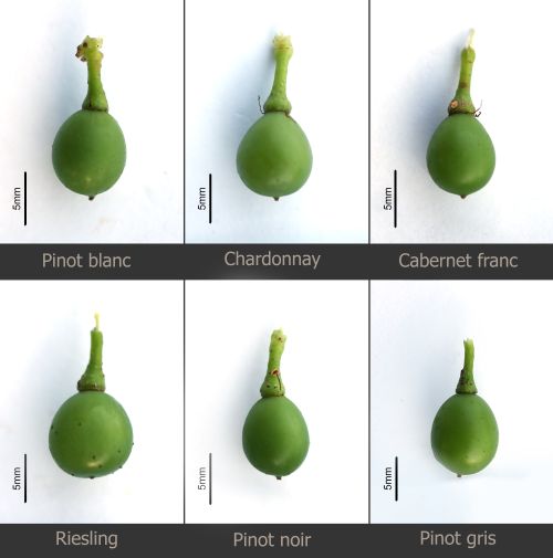 Wine grape cultivars at buckshot berry growth stage.