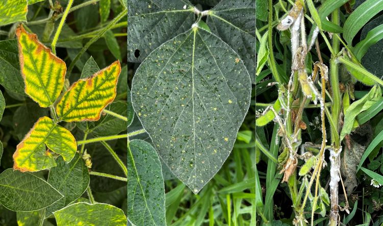 Three different pictures of soybean leaves showing yellow discoloration from sudden death syndrome, yellow spots from downy mildew and withering and gray fuzz white mold .