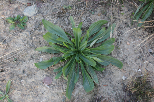 Buckhorn-plantain rosette