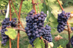 MSU researchers analyzing novel technique to improve Michigan wine production