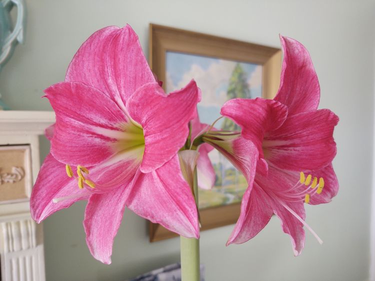 A prink amaryllis in flower.
