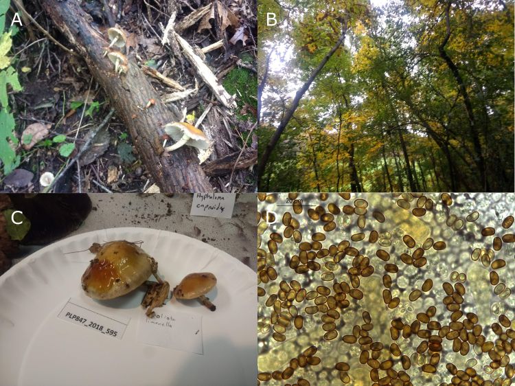 A) Specimens on hickory log. B) Habitat in which the specimens were found, C) Positive KOH on cap, with orange color produced. D) Brown, kidney-shaped spores in KOH (1000x).